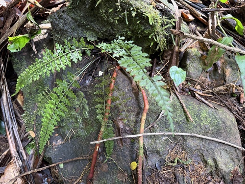 Asplenium cuneatum observed 2025-12-12