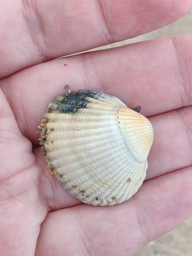 Cerastoderma edule