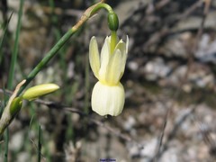 Narcissus triandrus pallidulus