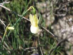 Narcissus triandrus pallidulus