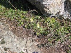 Narcissus triandrus pallidulus