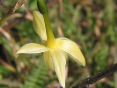 Narcissus triandrus pallidulus