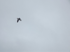 Larus dominicanus vetula