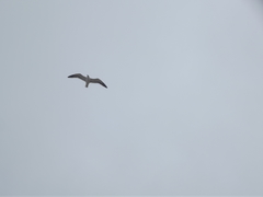 Larus dominicanus vetula