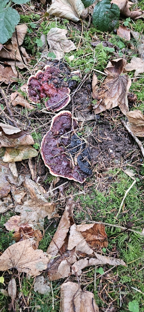 Heterobasidion annosum · December 2025 · photo: © run4 (iNaturalist, cc-by)