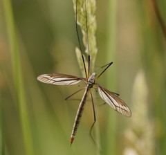 Ptilogyna gracilis