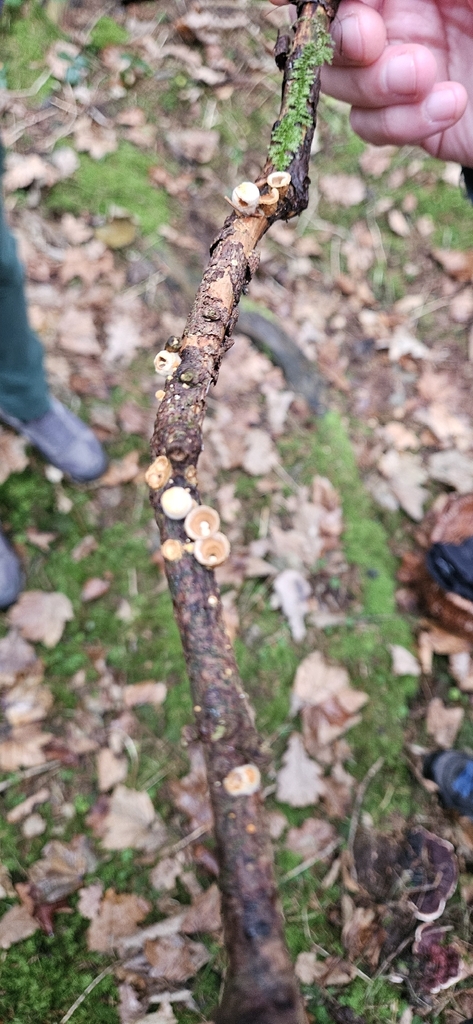 Crucibulum laeve · December 2025 · photo: © run4 (iNaturalist, cc-by)