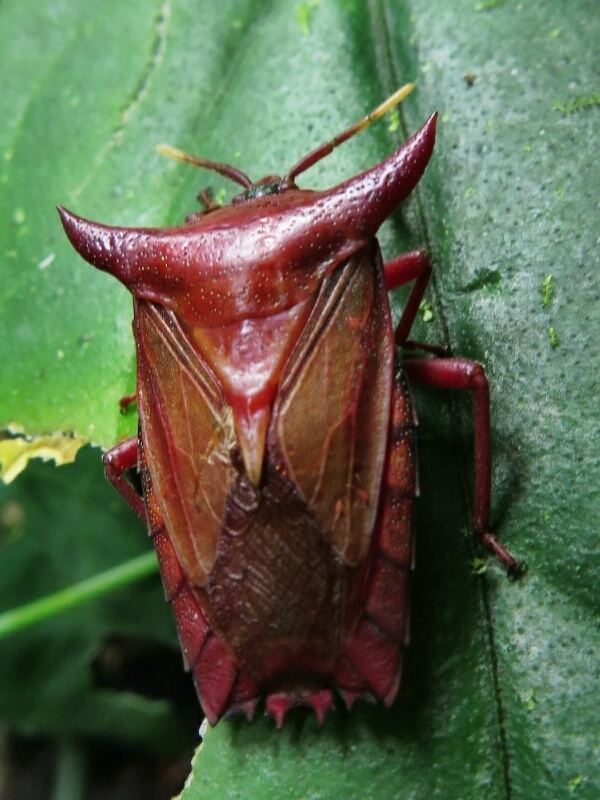 Pygoplatys lunatus