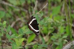 Limenitis arthemis rubrofasciata