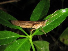 Desmoptera truncatipennis
