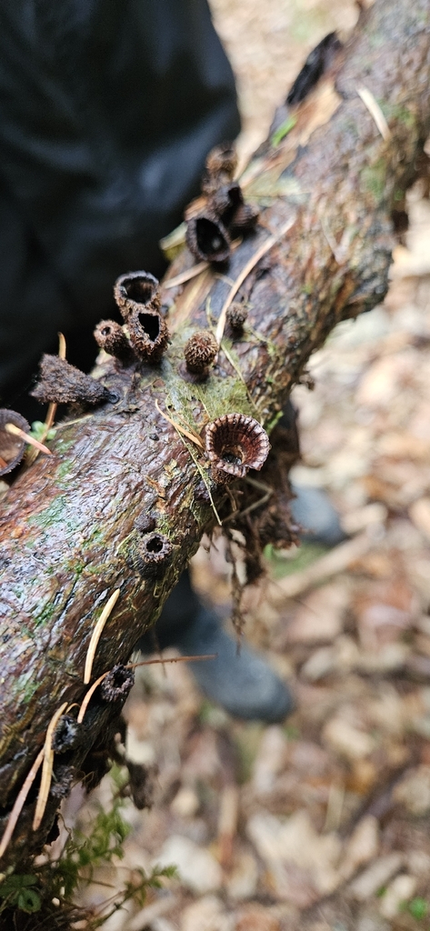 Cyathus striatus · December 2025 · photo: © run4 (iNaturalist, cc-by)