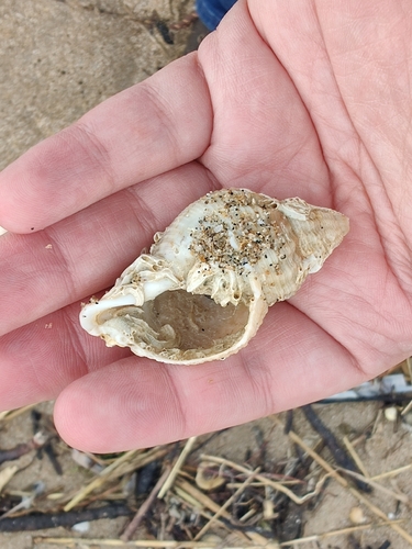 Buccinum undatum
