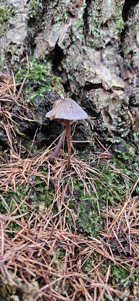 Mycena galericulata · December 2025 · photo: © run4 (iNaturalist, cc-by)