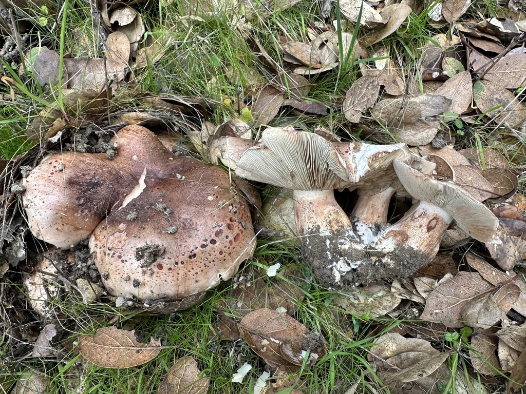 Tricholoma dryophilum · December 2025 · photo: © ocean_beach_goth (iNaturalist, cc-by)