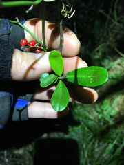 Pyracantha koidzumii