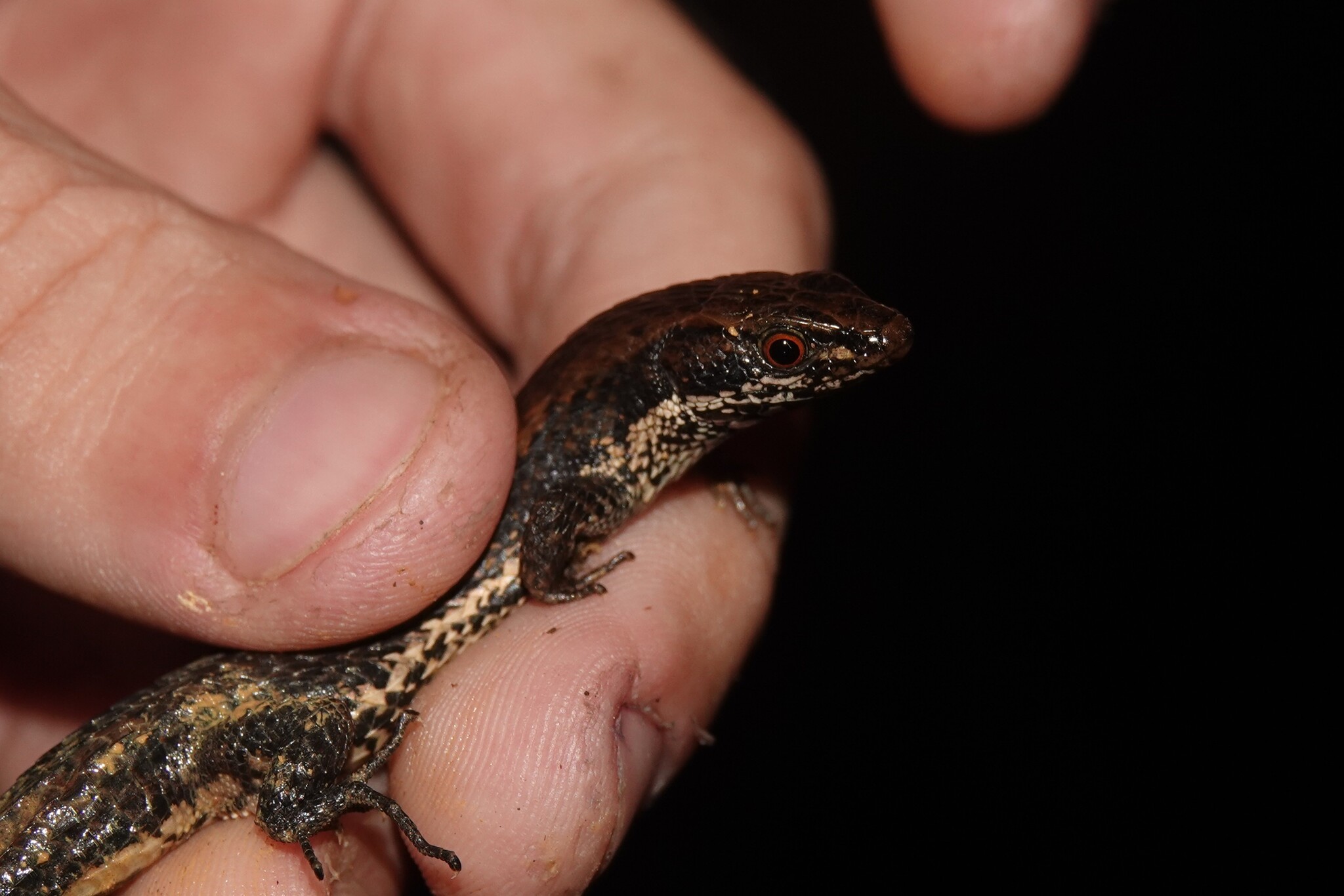 Alopoglossus angulatus (Linnaeus, 1758)