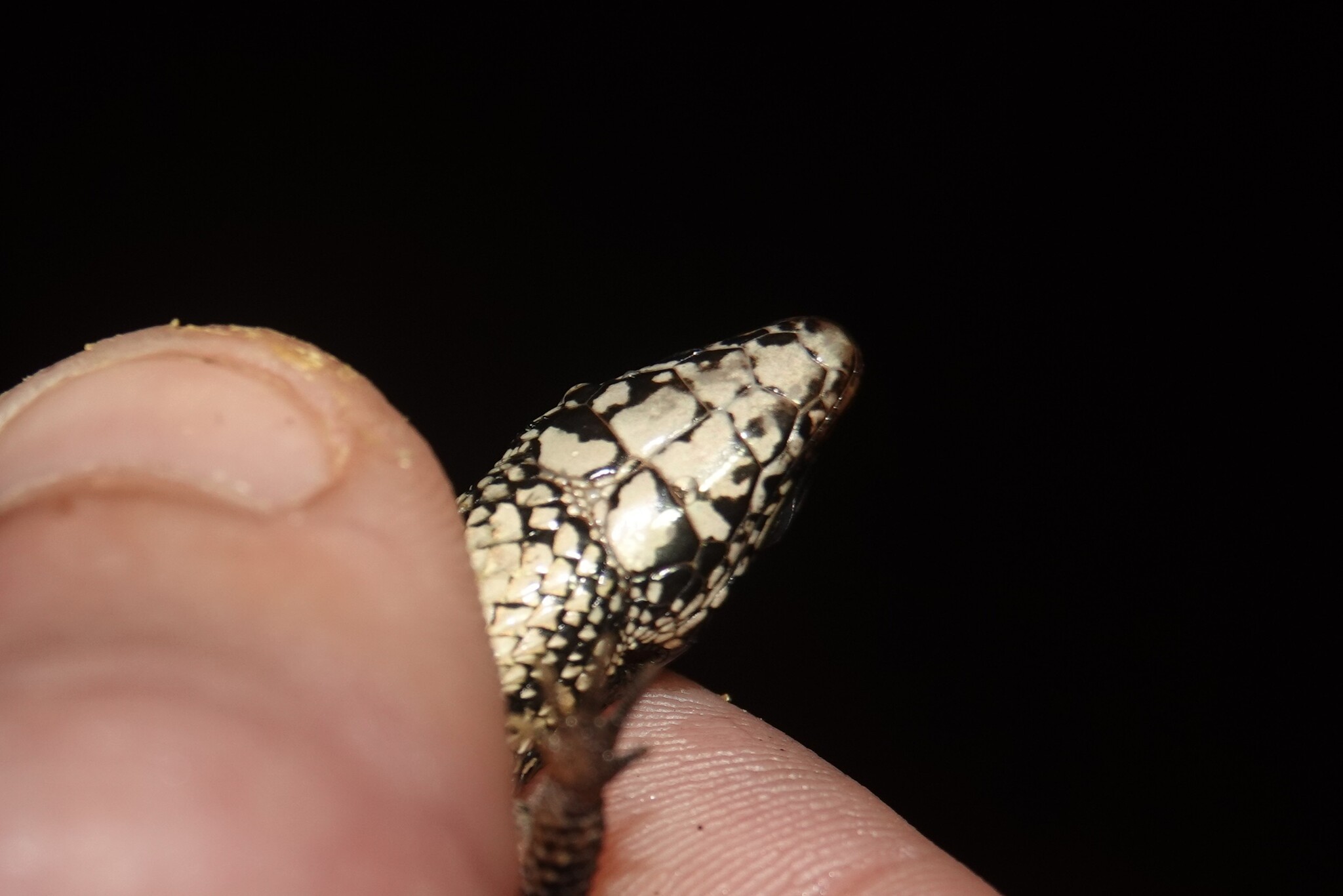 Alopoglossus angulatus (Linnaeus, 1758)