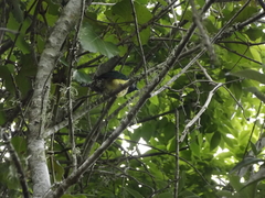 Chrysococcyx cupreus