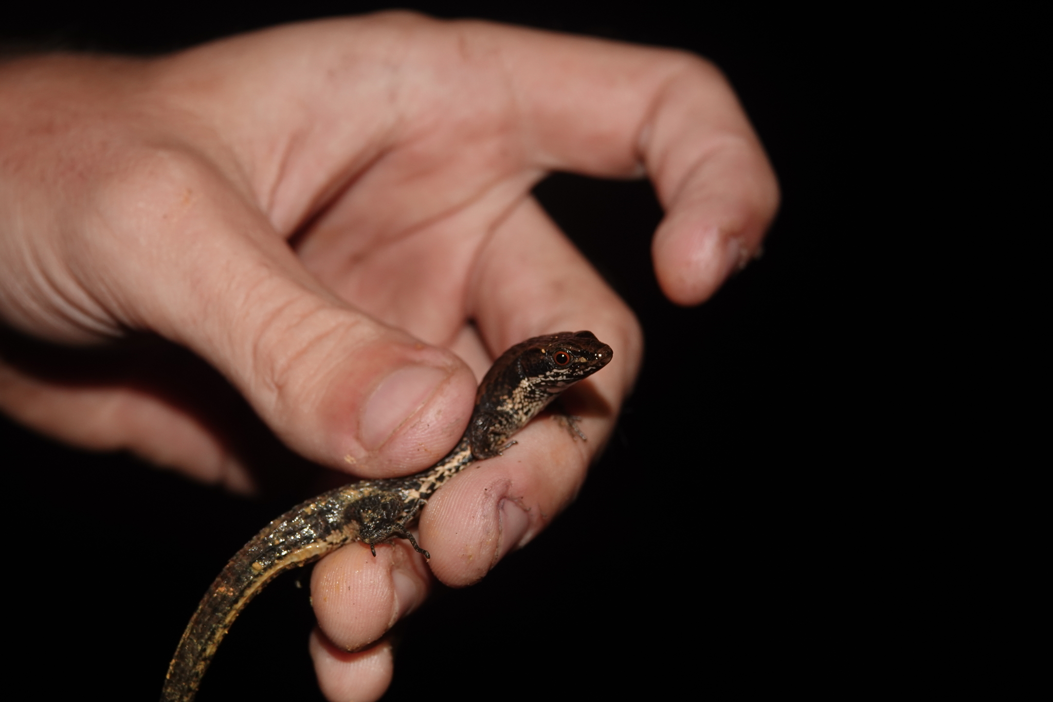 Alopoglossus angulatus (Linnaeus, 1758)