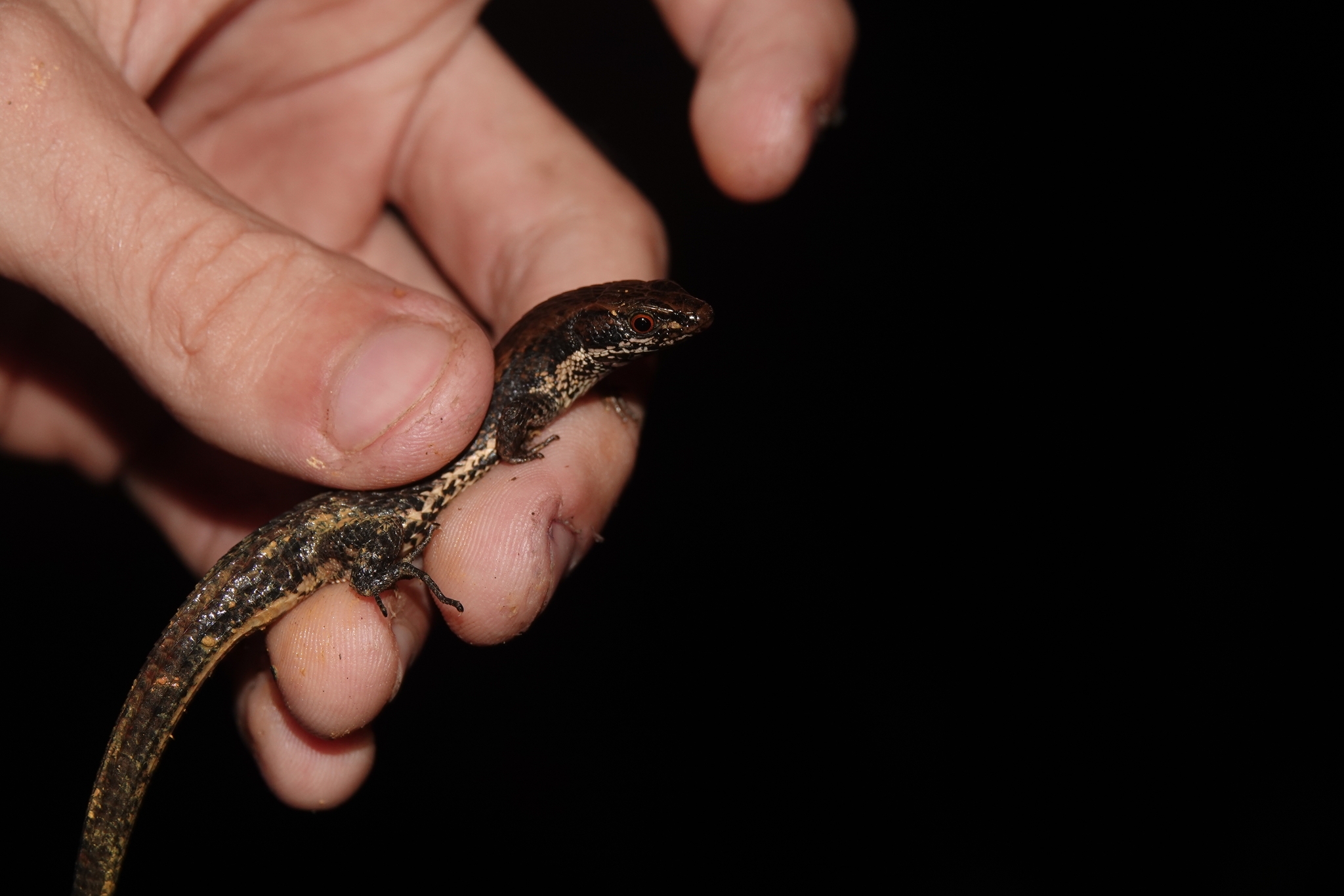 Alopoglossus angulatus (Linnaeus, 1758)