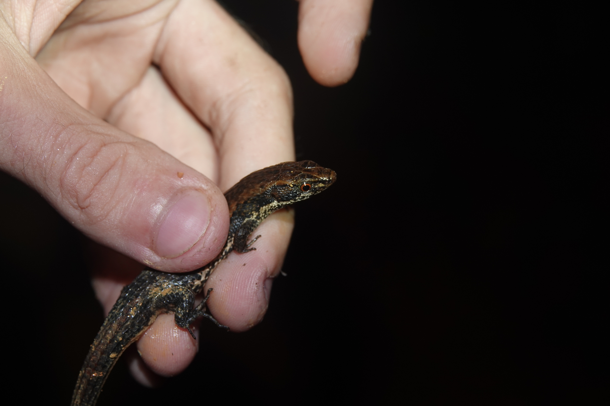 Alopoglossus angulatus (Linnaeus, 1758)