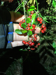 Pyracantha koidzumii