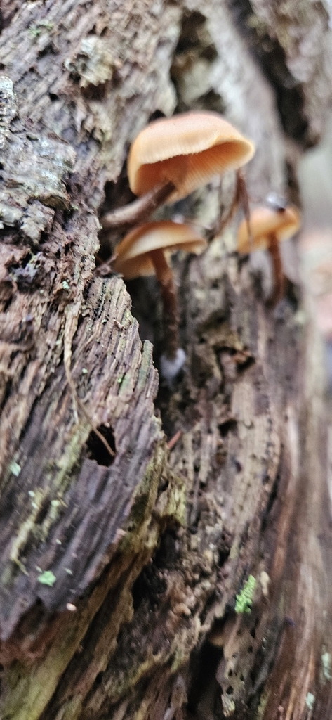 Galerina marginata · December 2025 · photo: © run4 (iNaturalist, cc-by)