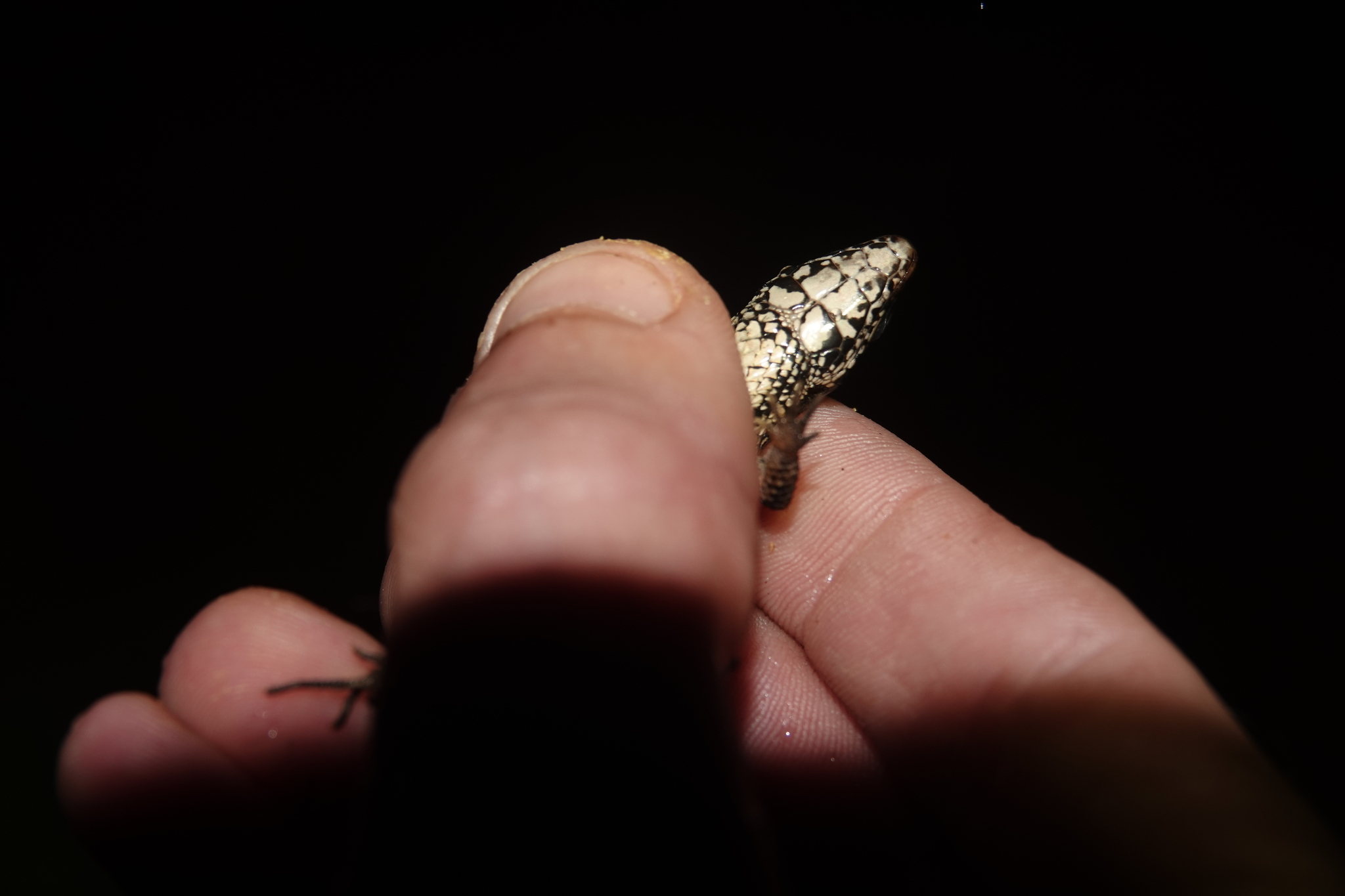 Alopoglossus angulatus (Linnaeus, 1758)