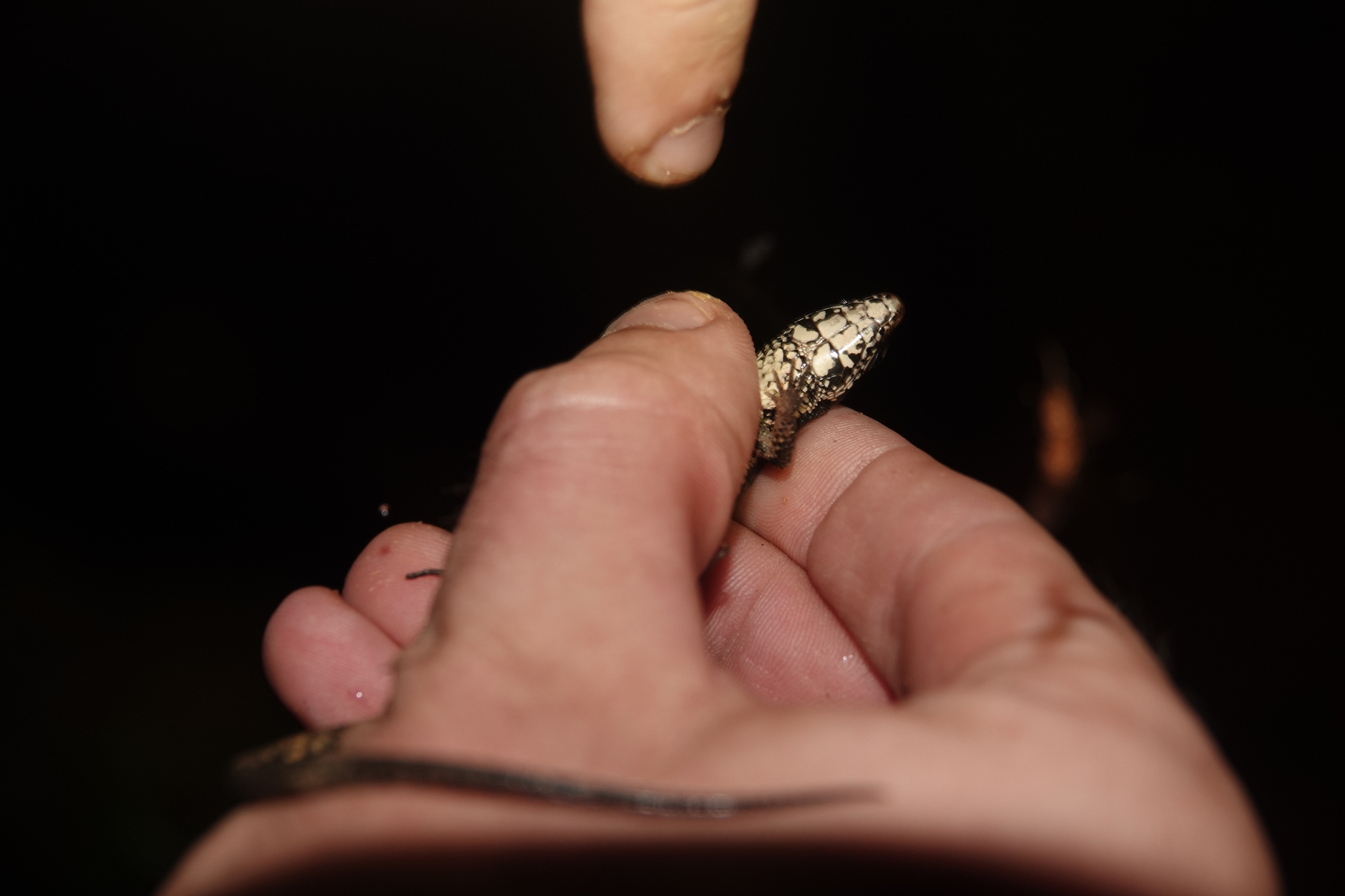 Alopoglossus angulatus (Linnaeus, 1758)