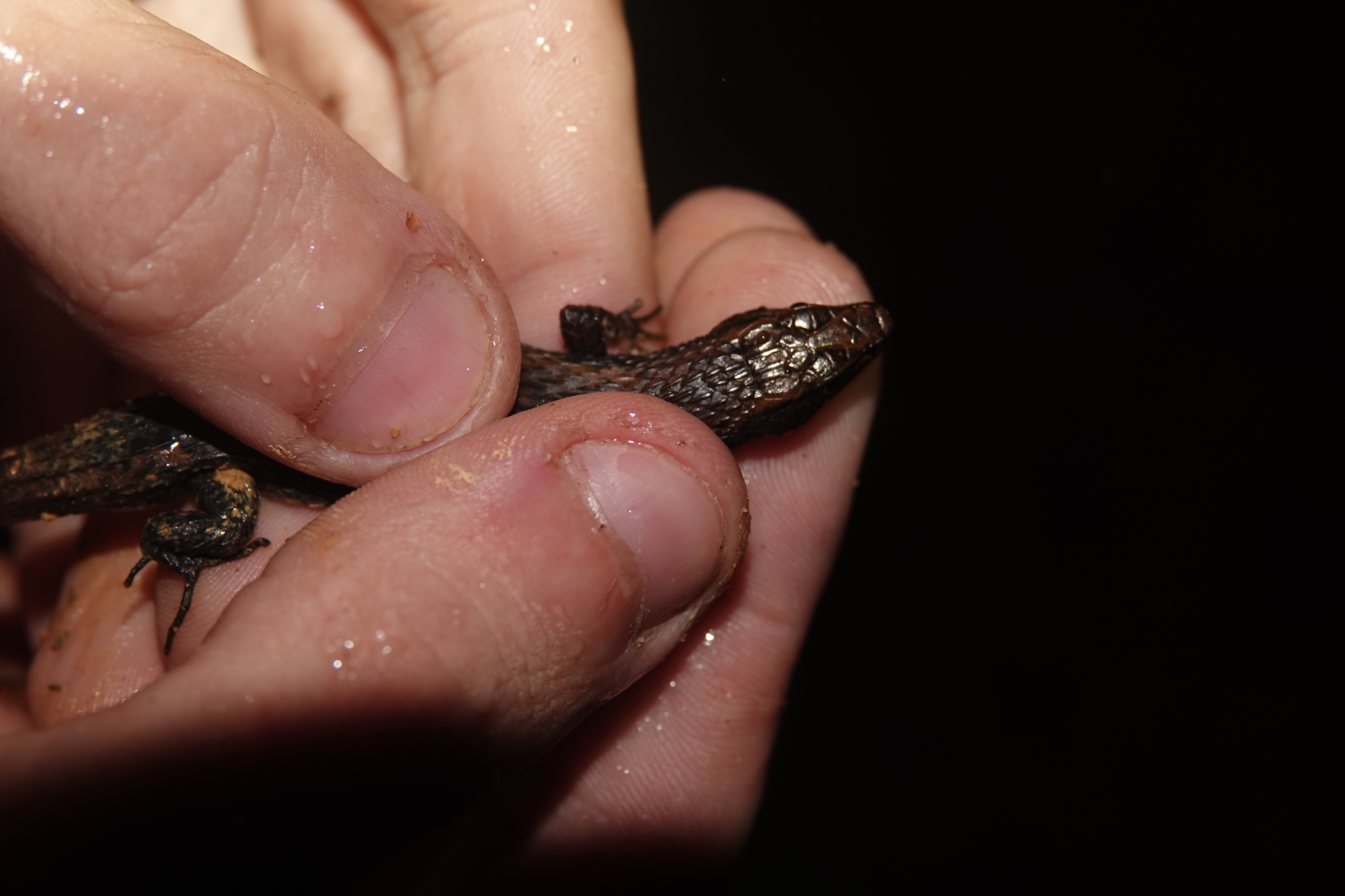 Alopoglossus angulatus (Linnaeus, 1758)