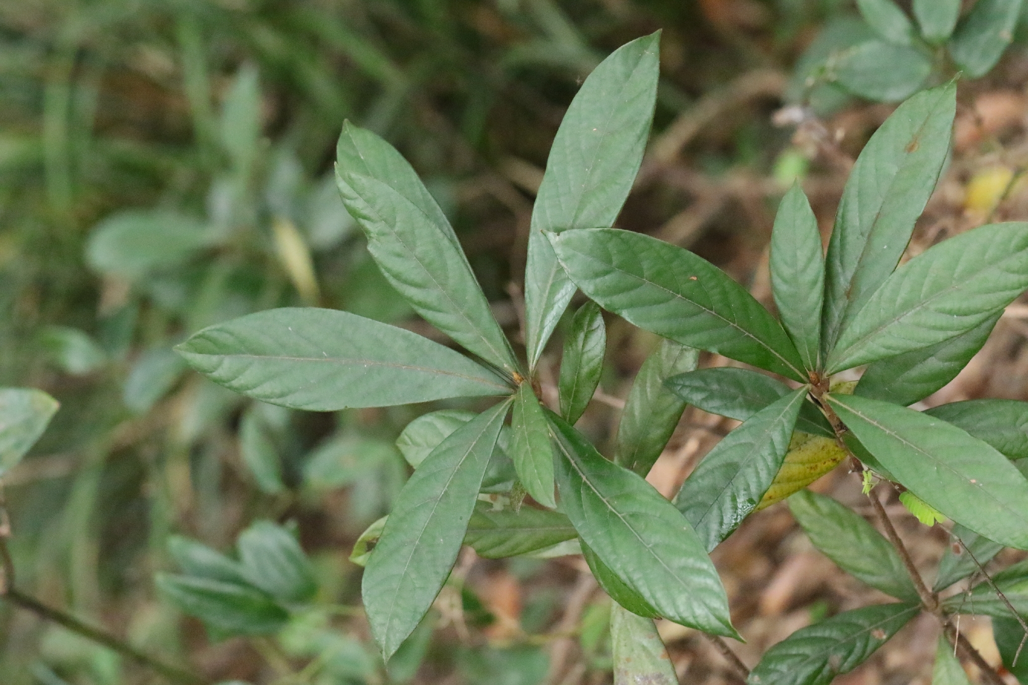 Litsea acutivena