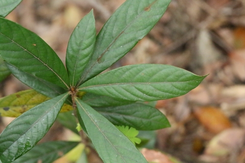 Litsea acutivena, photograph 1
