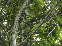 Chrysococcyx cupreus