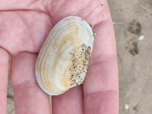 Venerupis corrugata