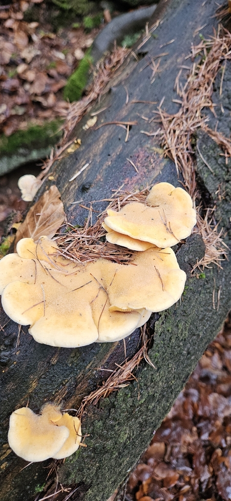 Phyllotopsis nidulans · December 2025 · photo: © run4 (iNaturalist, cc-by)