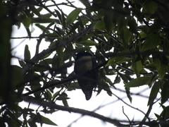 Chrysococcyx cupreus