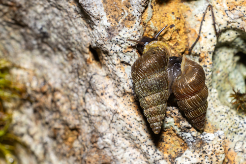 Obscurella bicostulata