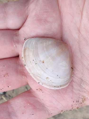 Mactra stultorum