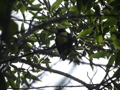 Chrysococcyx cupreus