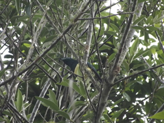 Chrysococcyx cupreus