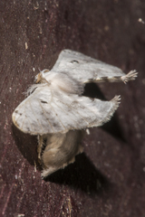 Bombycinae