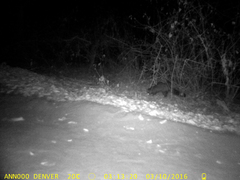 Bdeogale crassicauda