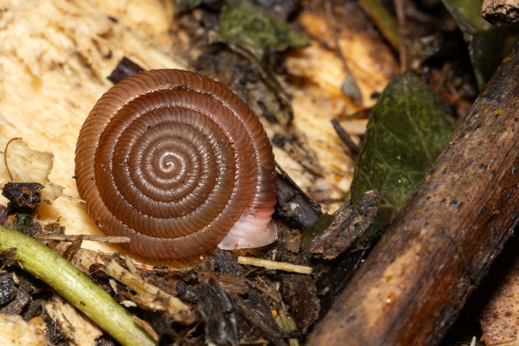 Oestophorella buvinieri
