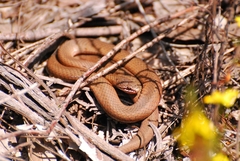 Drysdalia coronoides