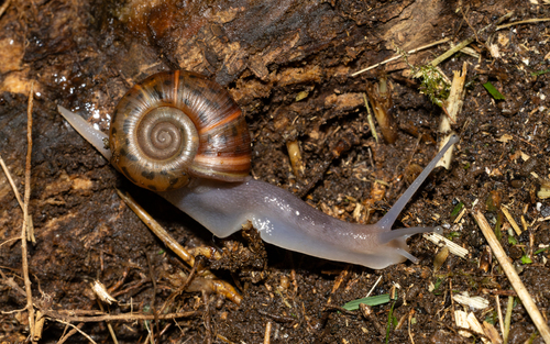 Elona quimperiana