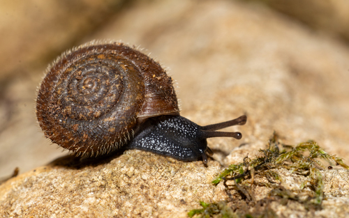 Trochulus hispidus