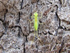 Austrophlugis debaari