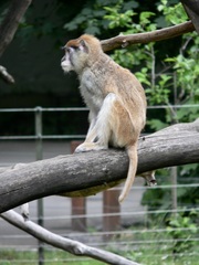 Erythrocebus
