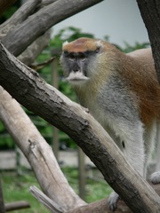 Erythrocebus