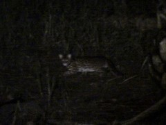 Prionailurus bengalensis